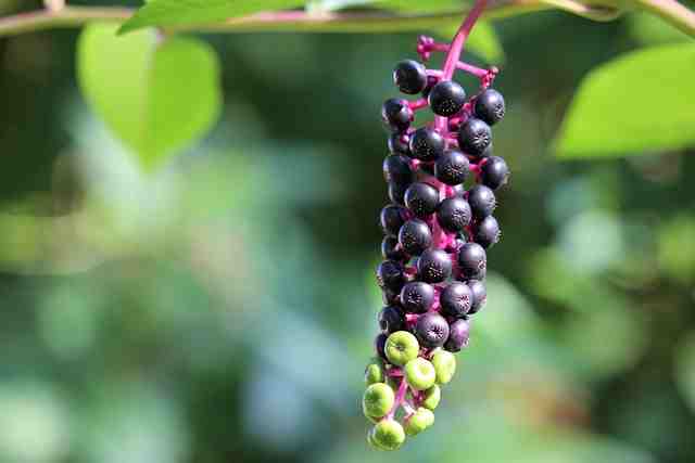 how-to-identify-pokeweed