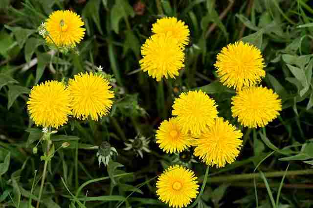 benefits-of-dandelions