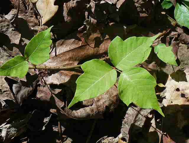 how-to-identify-poison-ivy-weed