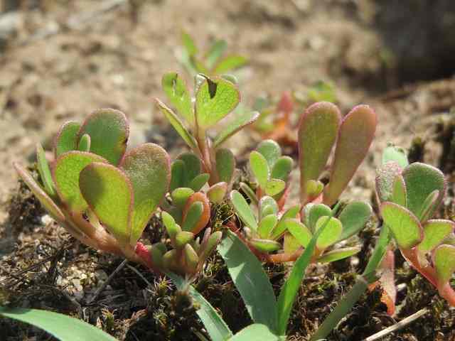 purslane-plant-herb
