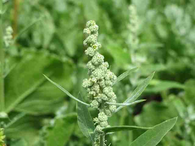 Lambsquarters-weed