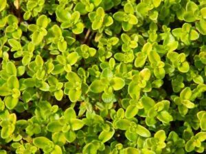 Thyme (thymus) Plant: How To Grow, Care, & Identify - Gardenersite