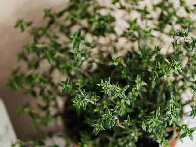 how-to-grow-thyme-plants-indoors